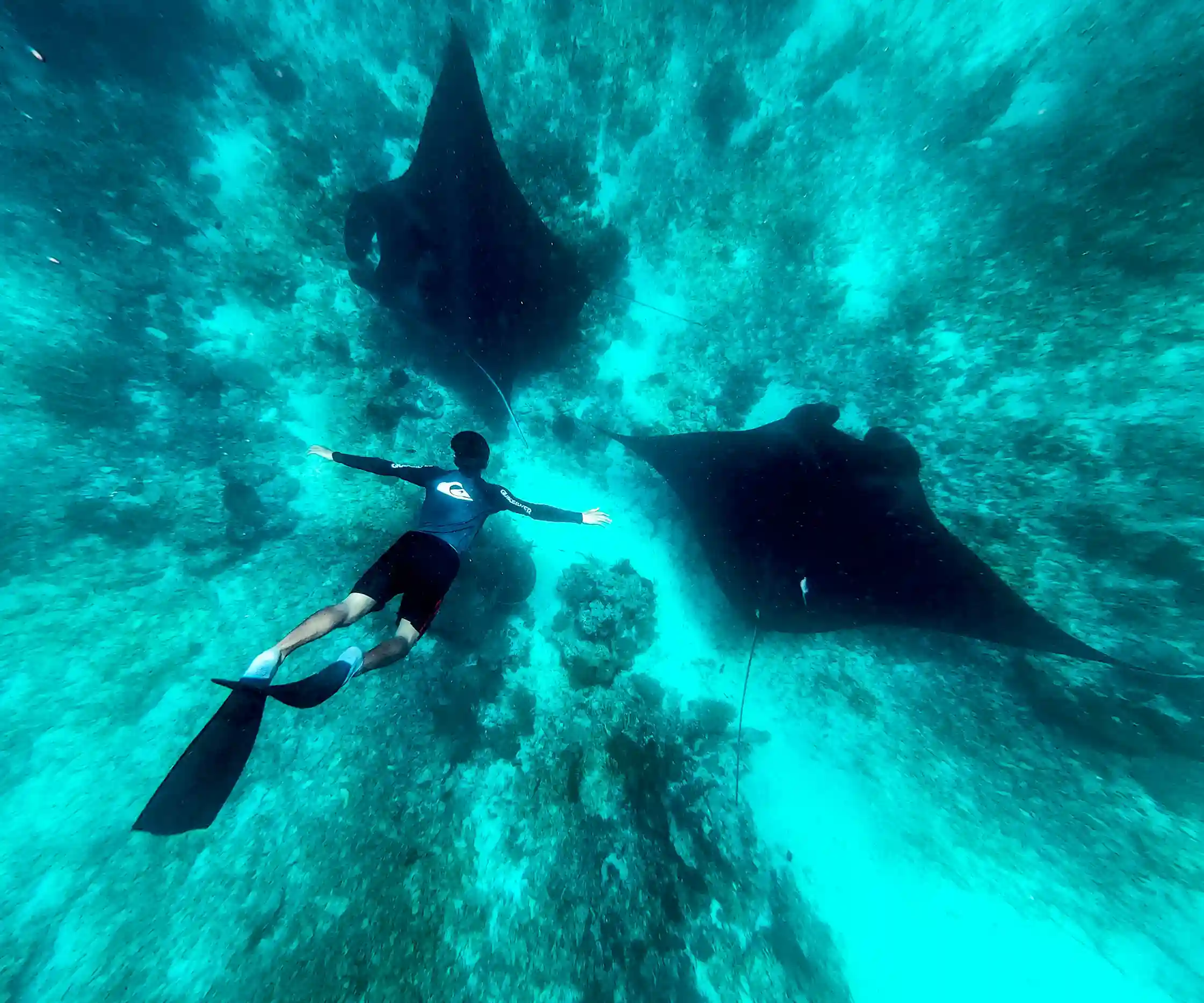 Manta Point on Komodo National Park | Komodo Tour Packages | Komodo Luxury